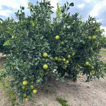 Citrus x sinensis (Pomaranč) ´NAVELINA´ -  kont. C12L, výška 100-130 cm